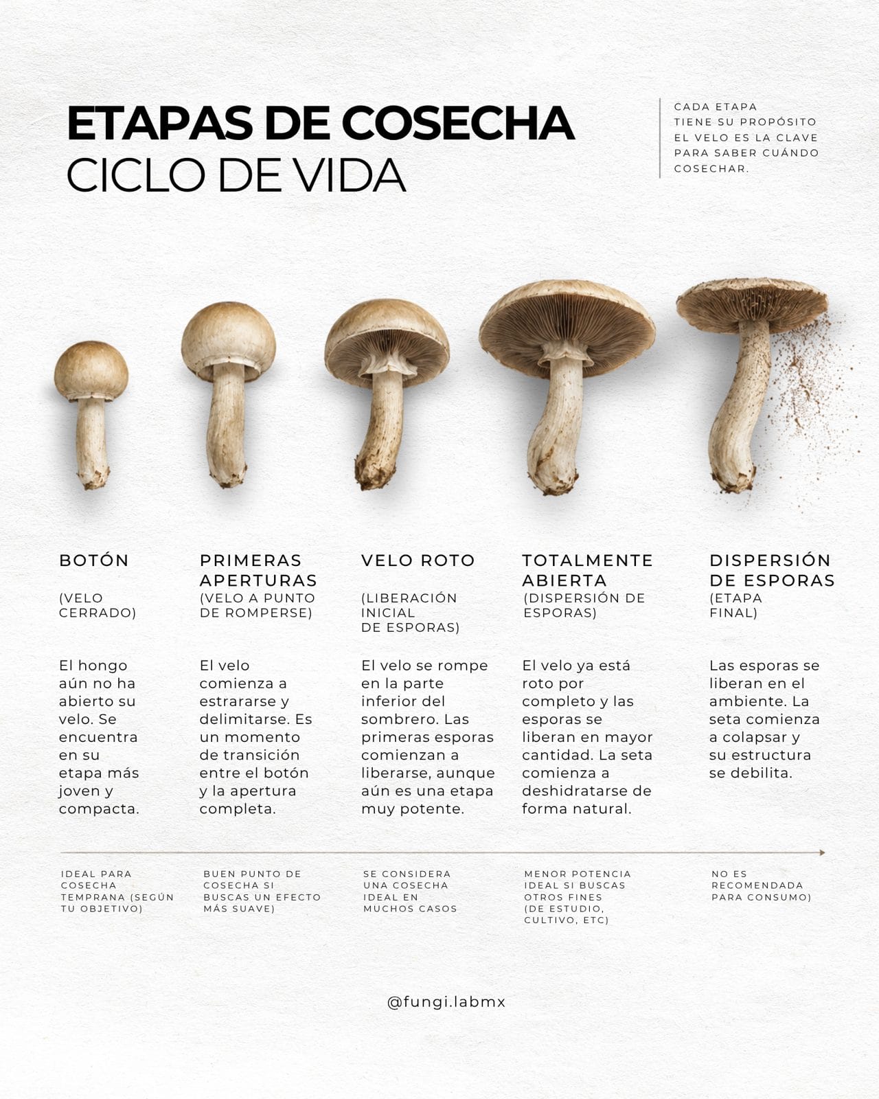 Etapas de cosecha: ciclo de vida del hongo